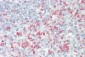 IPMK Antibody (aa311-360)